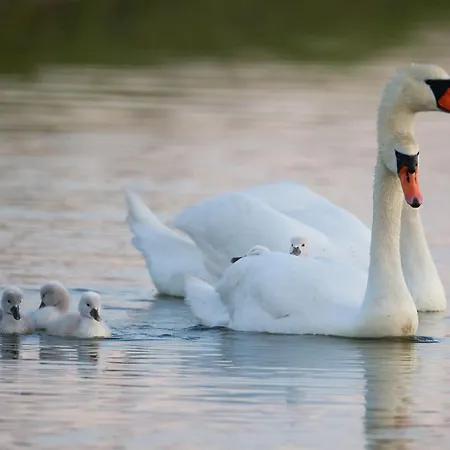 Dom wakacyjny 4 Avec Bien-etre Et Terrasses Au Coeur Du Marais Breton - Fr-1-426-559 *